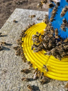 Napáječka pro včely